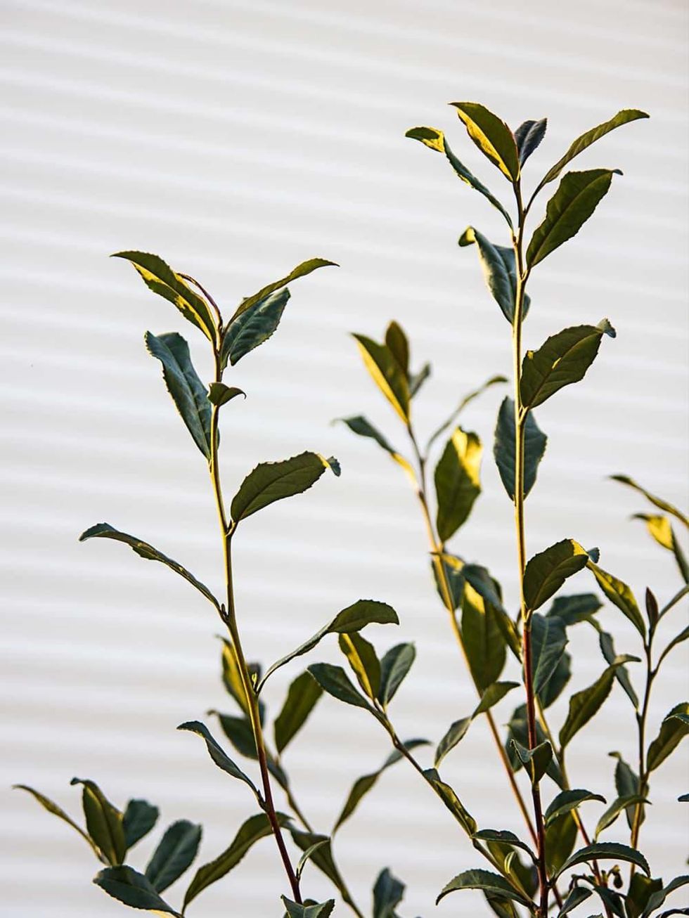 Photo of camellia sinensis leaves