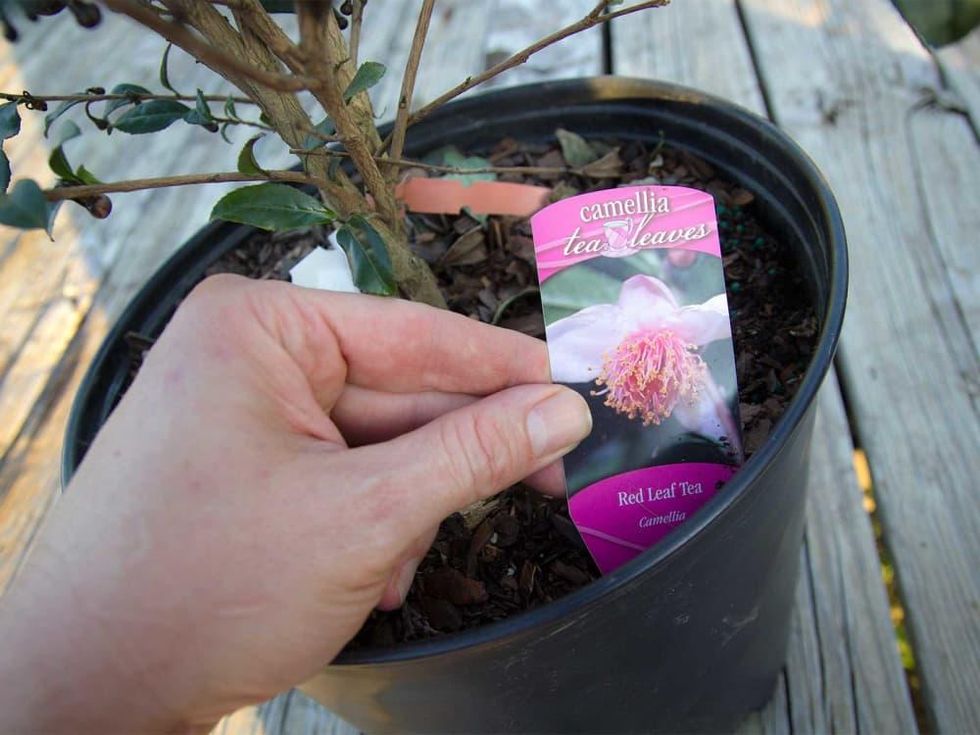 Photo of camellia sinensis plant tag with flower