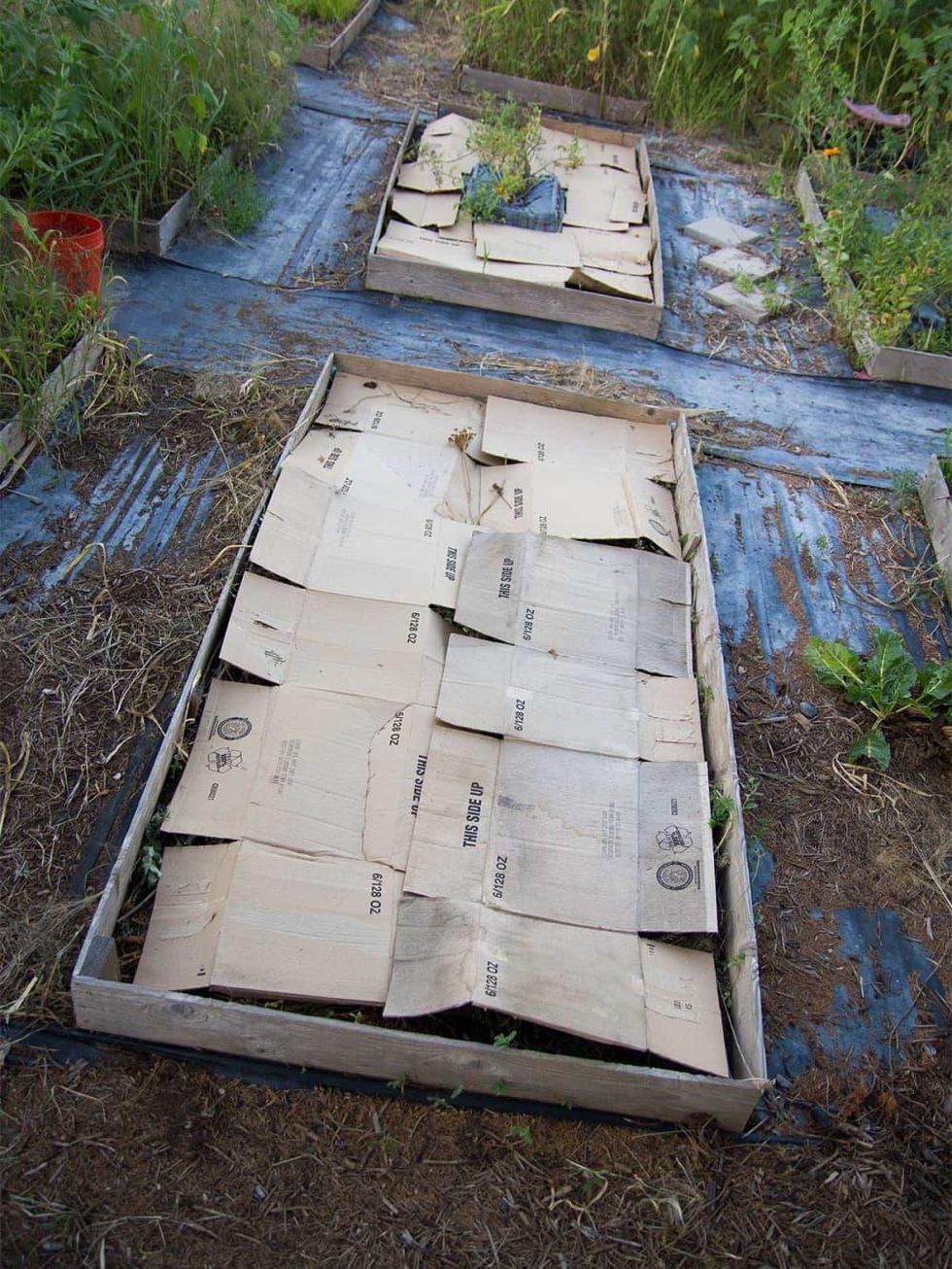 photo of garden bed covered in cardboard