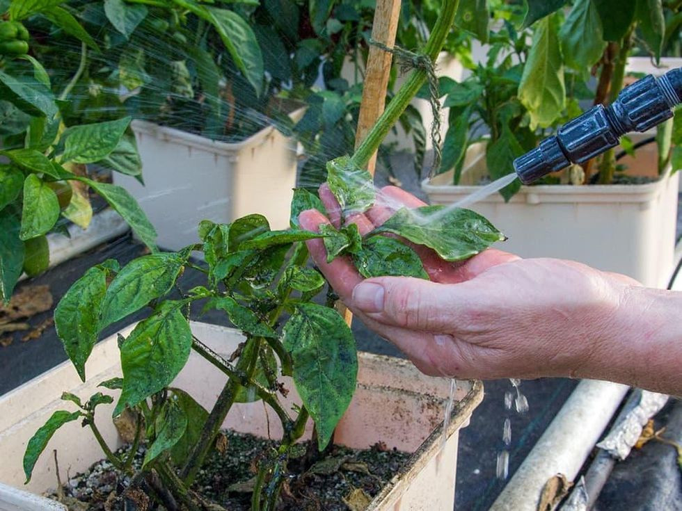 Photo of leaf being washed