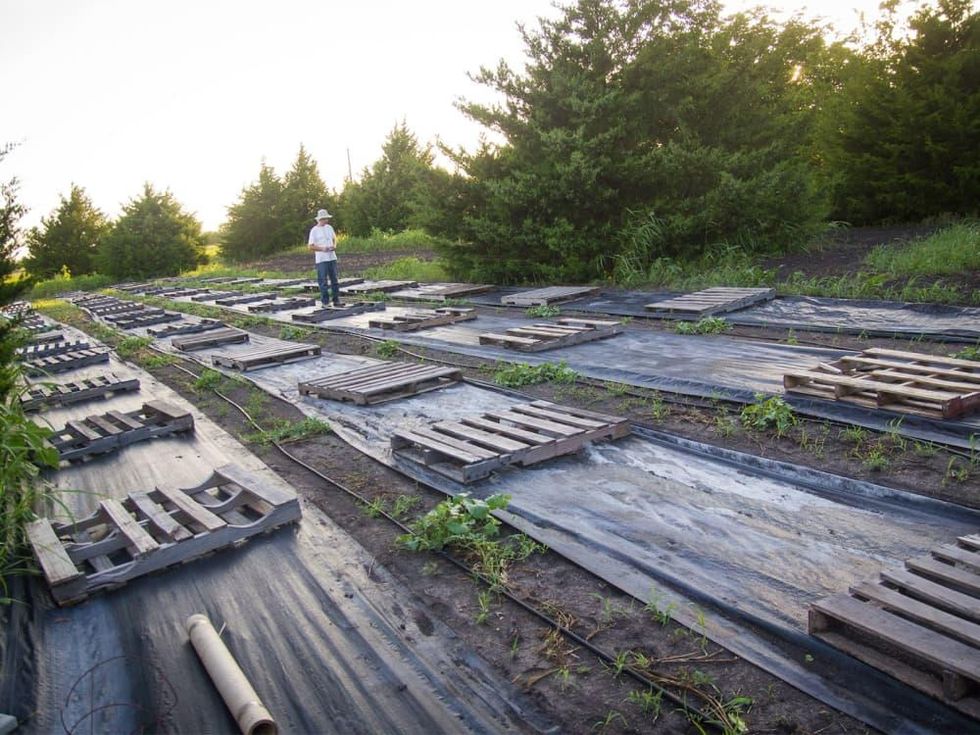 Photo of Marshall Hinsley in field of melons