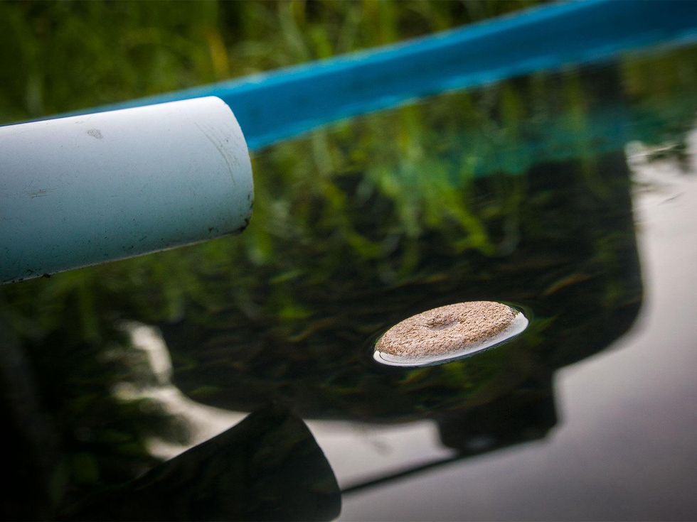 Photo of mosquito dunk in water with white PVC pipe