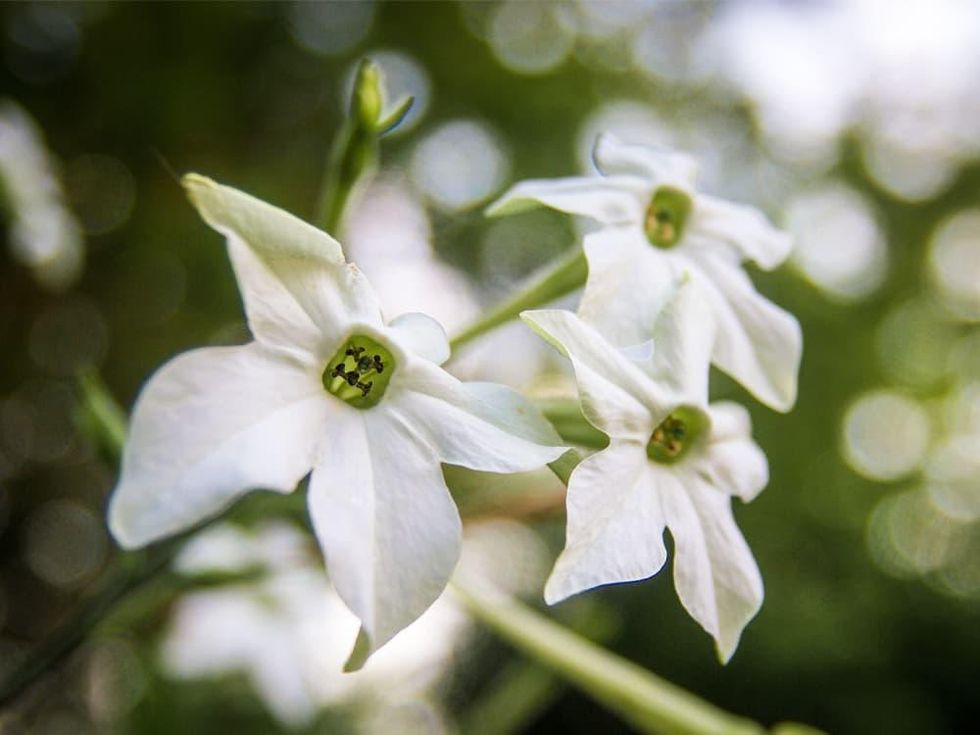 Photo of nicotiana flowers