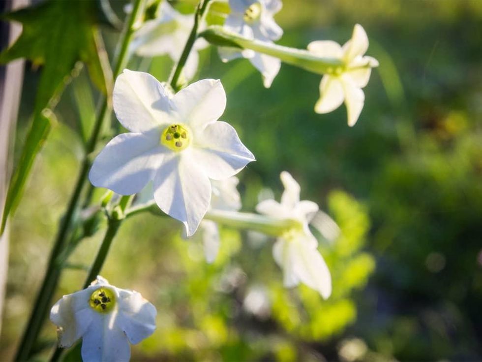Photo of nicotiana flowers