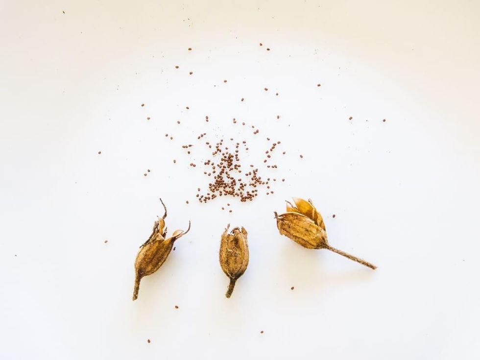 Photo of nicotiana seeds