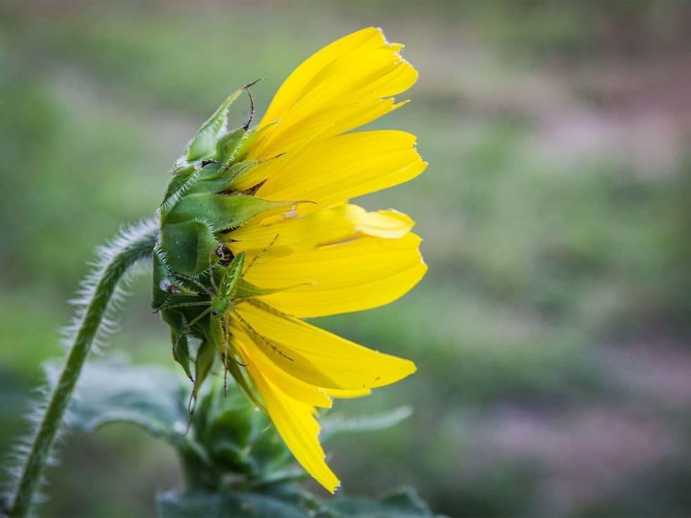 Photo of spider on sunflower