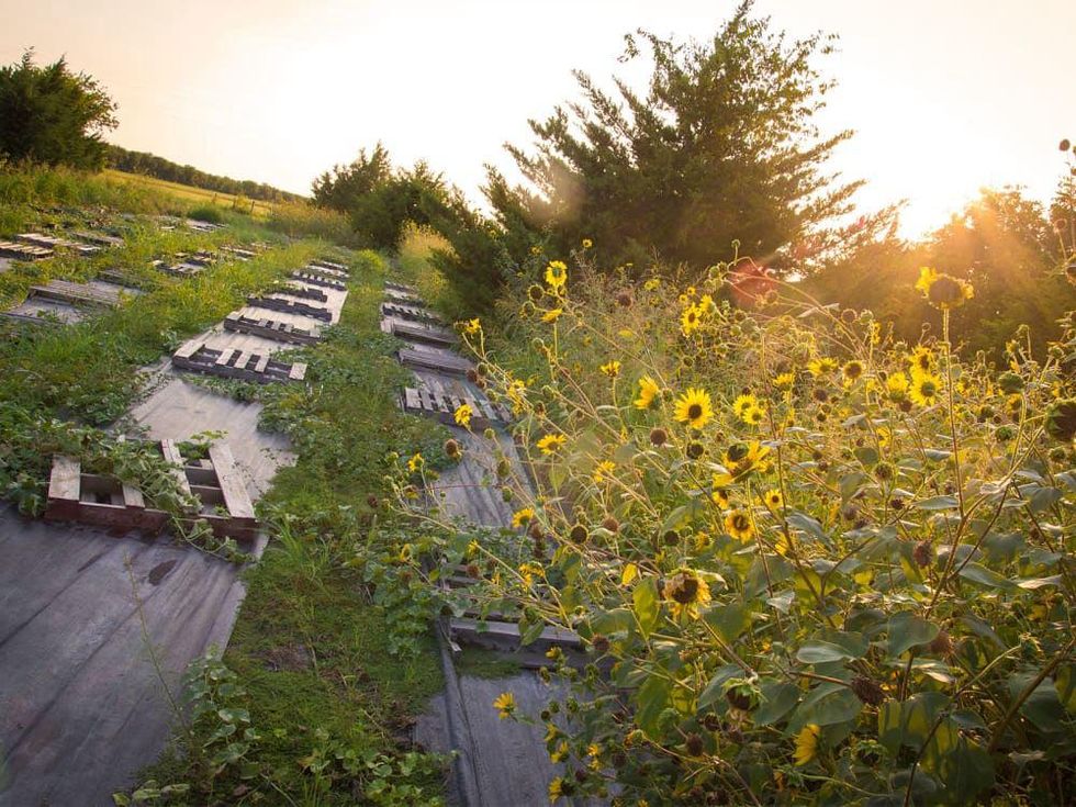 Photo of sunflowers bordering a crop of melons