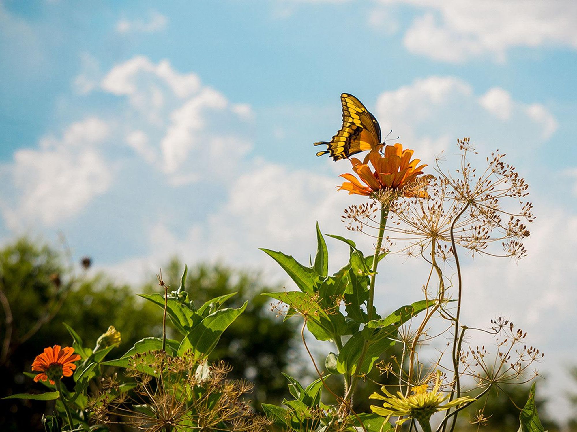 Photo of swallowtail butterfly on zinnia