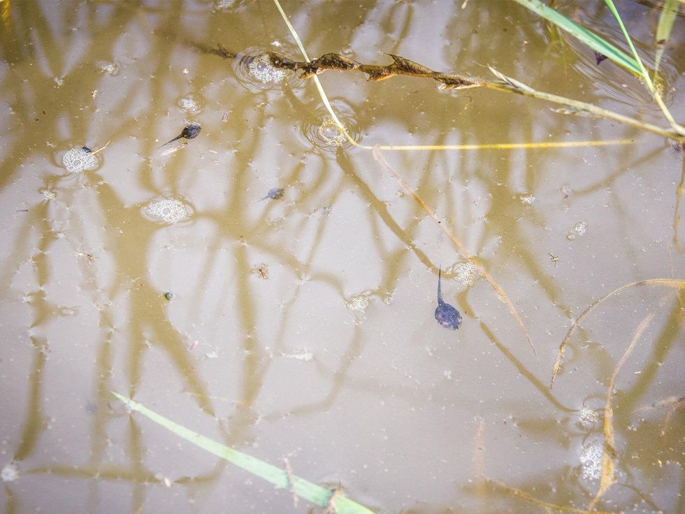 Photo of tadpoles in murky water