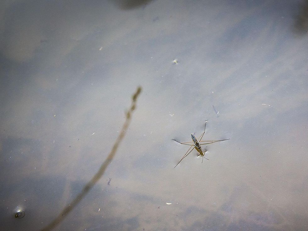 Photo of water strider on surface of water