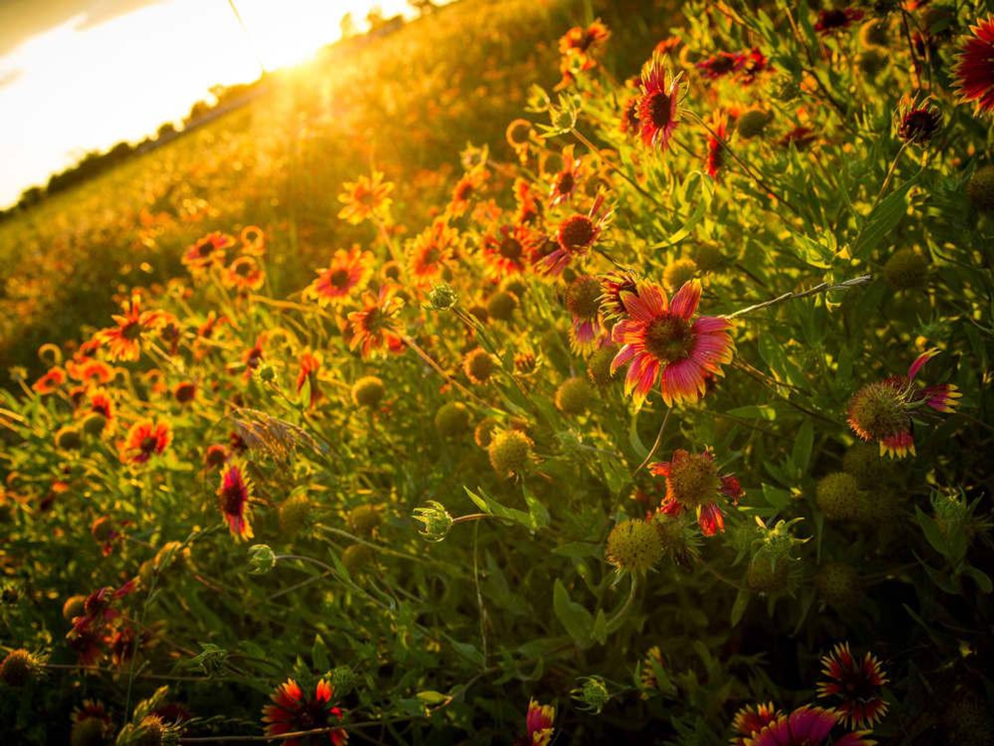 Picture of Indian blanket wildflowers at sunset