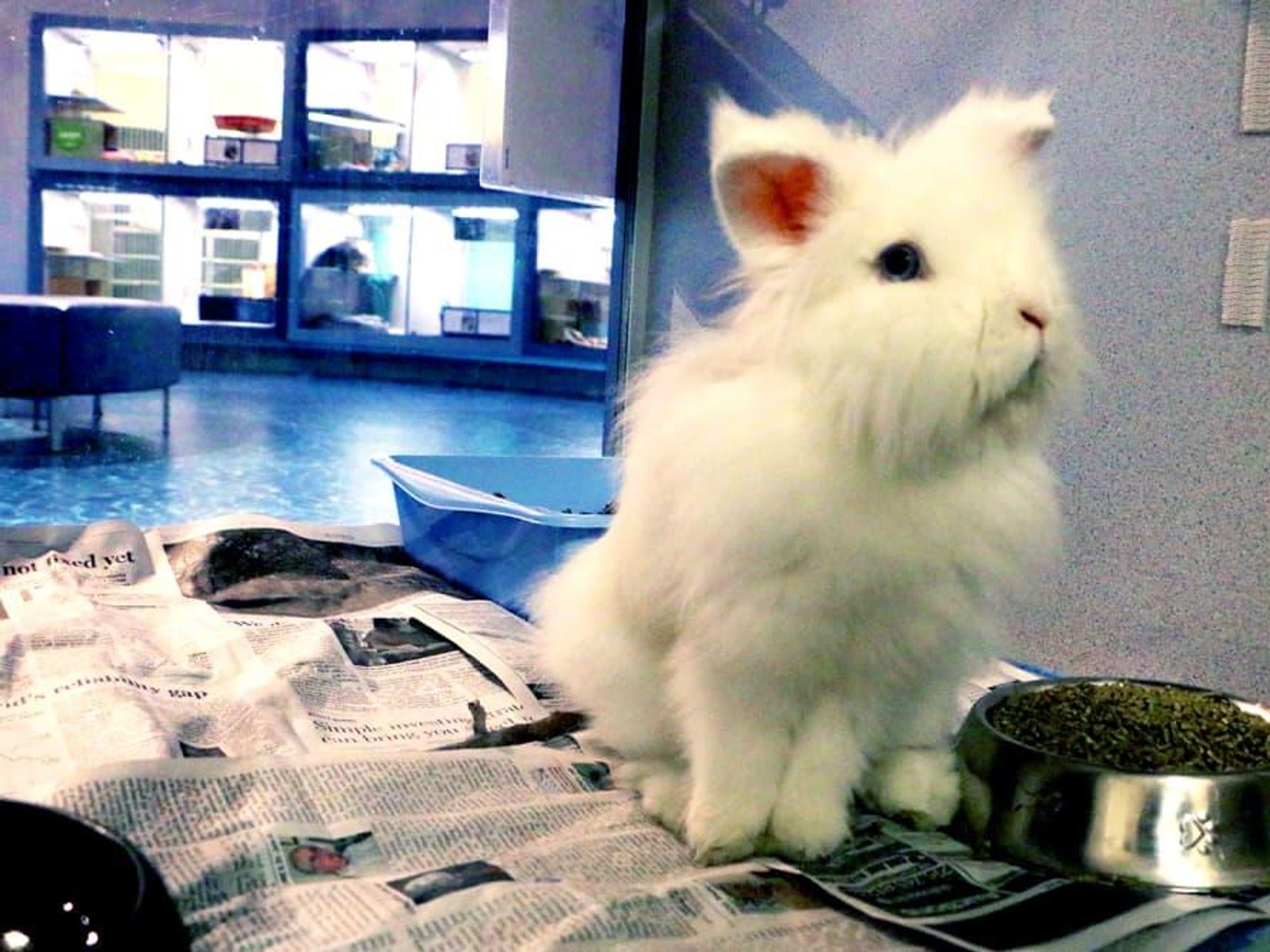 Rabbit spca