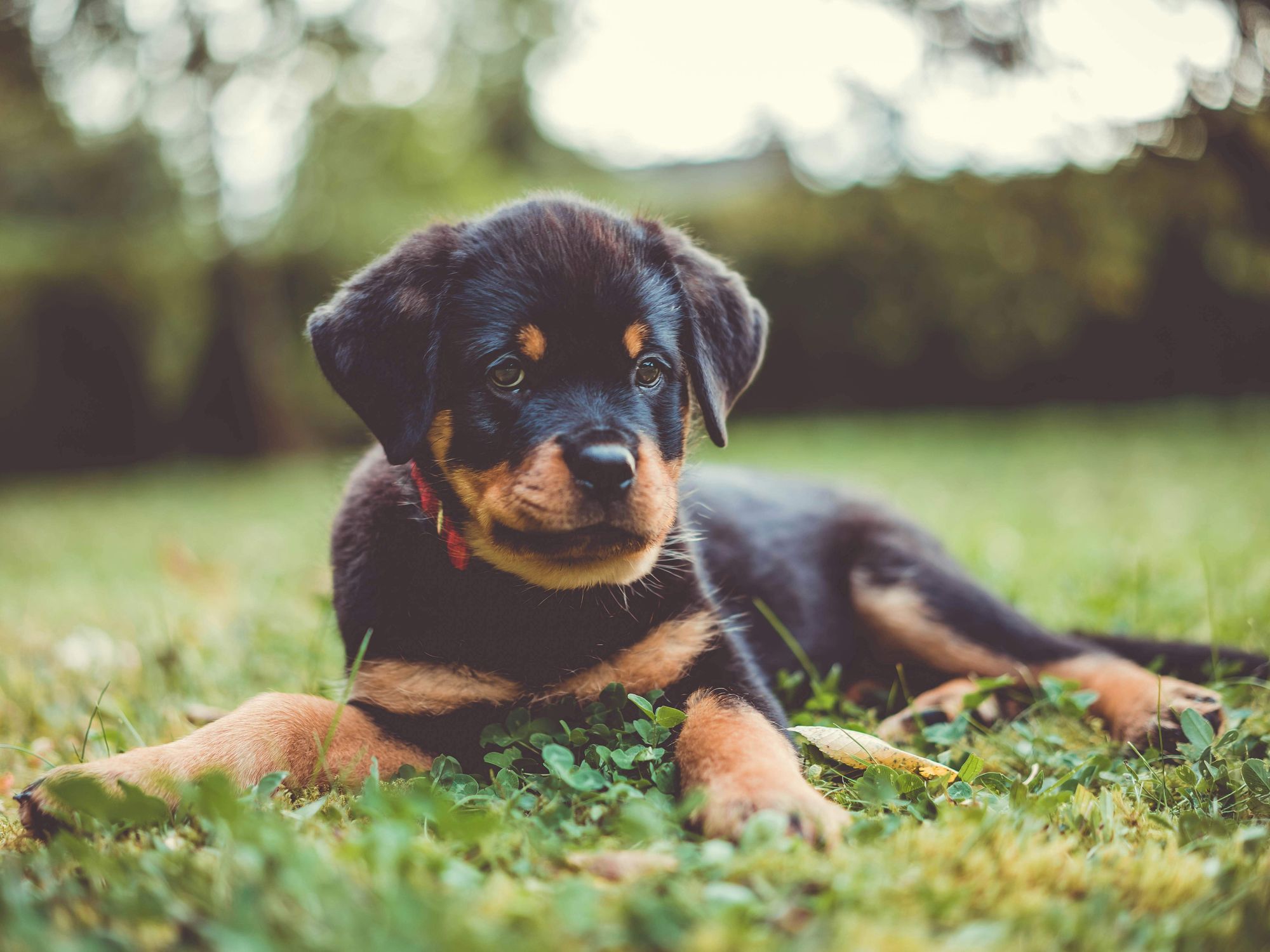 Rottweiler puppy