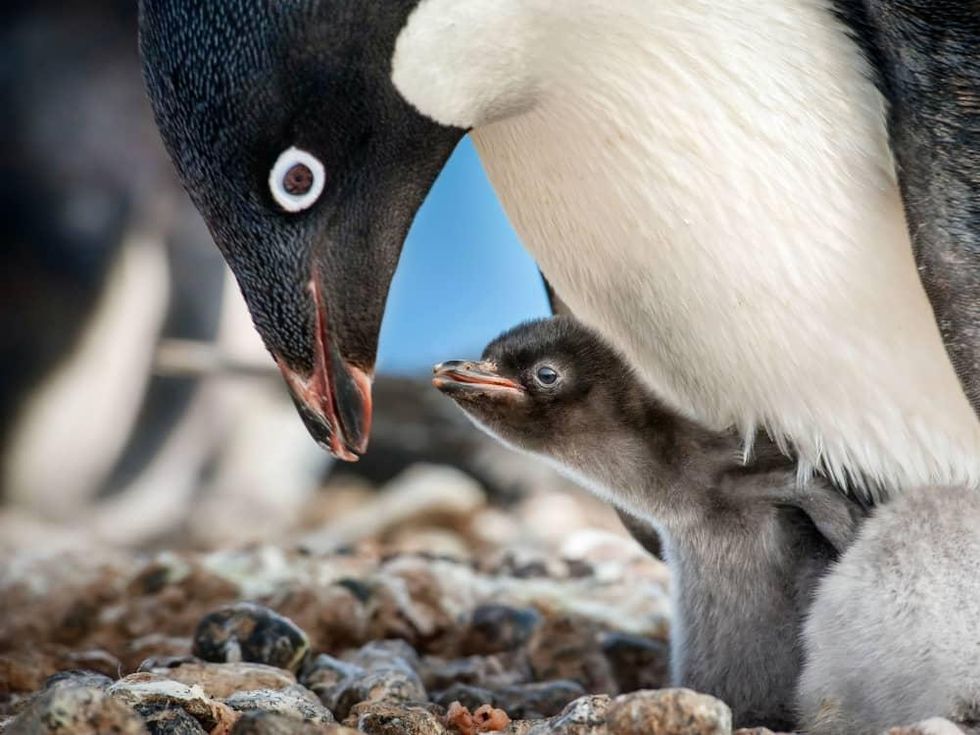 Scene from DisneyNature's Penguins