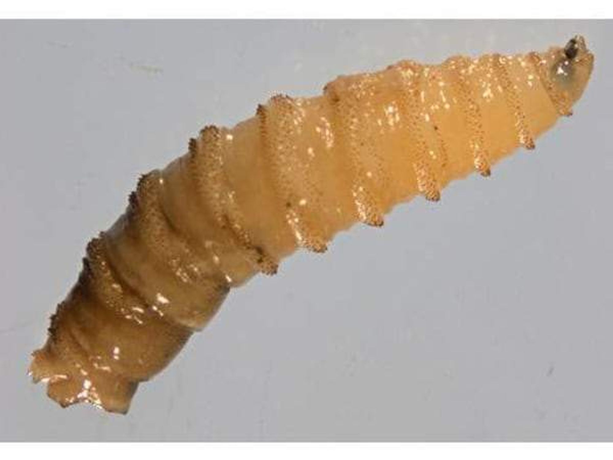screwworm