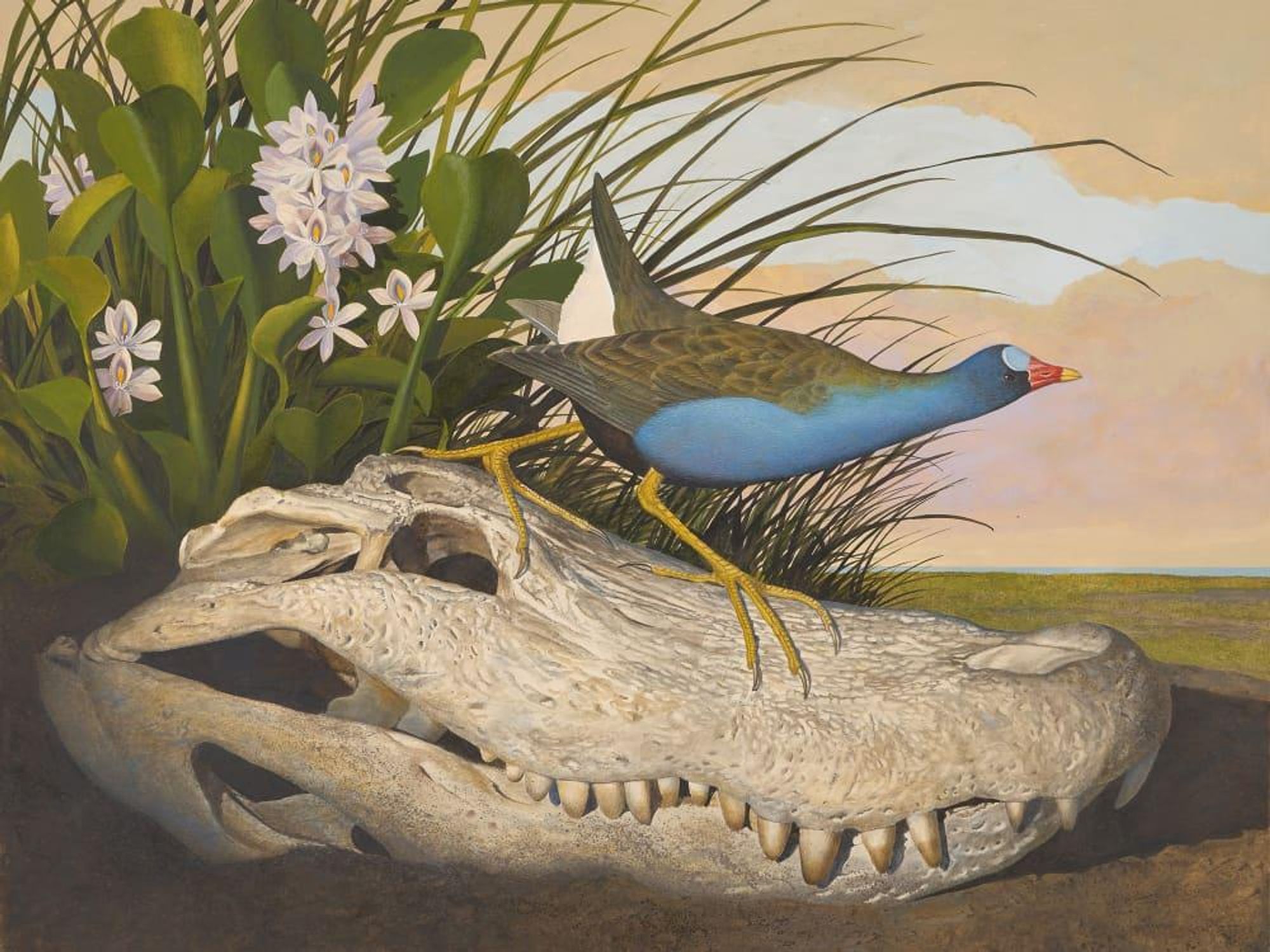 Seeing in Detail: Scott and Stuart Gentling's Birds of Texas