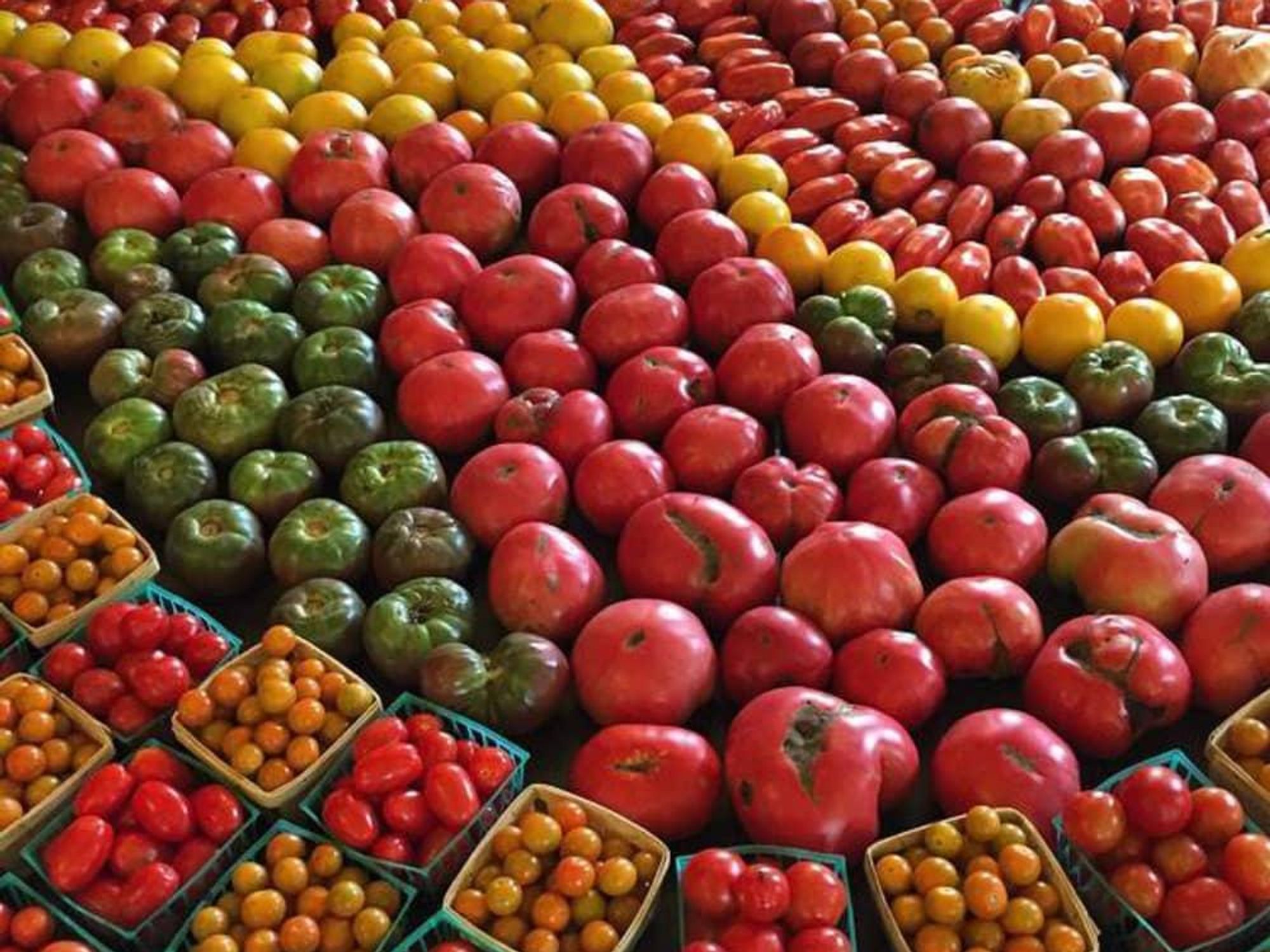 Spingdale Farm_tomatoes peppers vegetables produce