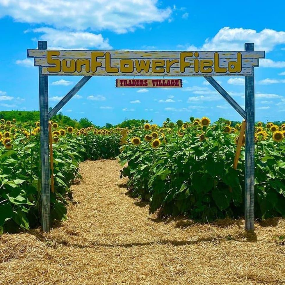 Sunflower Field San Antonio