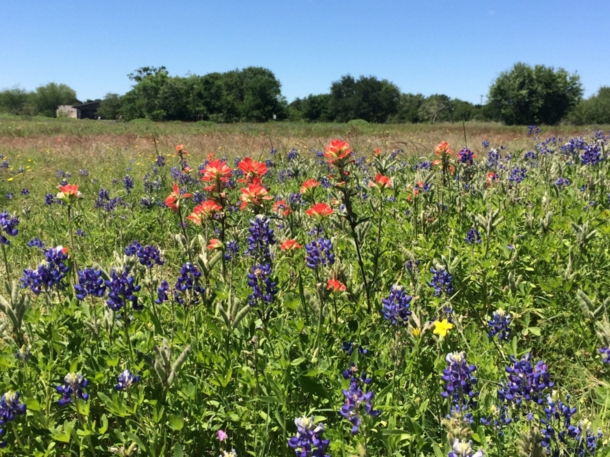 Texas bluebonnets