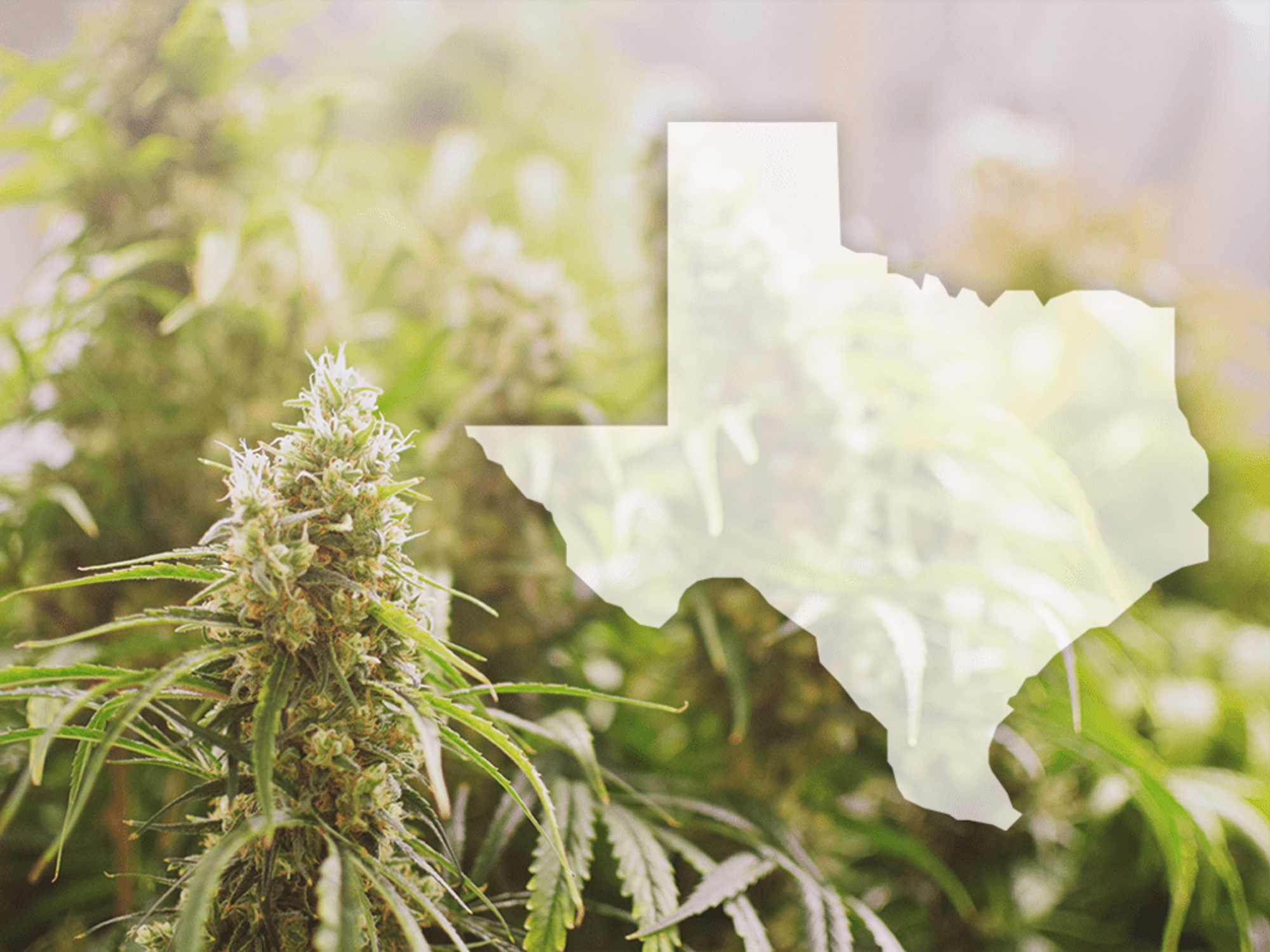 Texas state shape with cannnabis marijuana