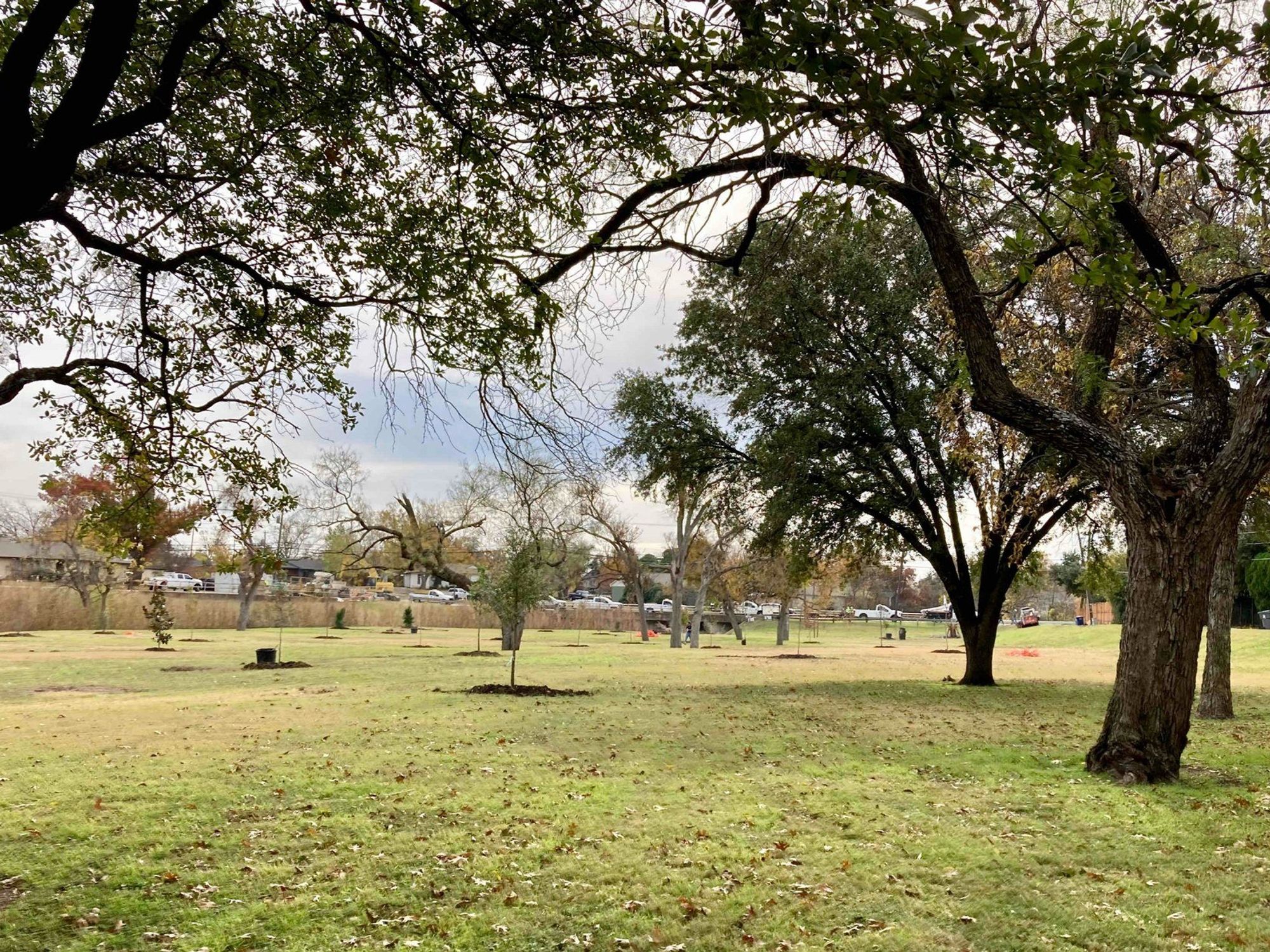 Texas Trees Foundation