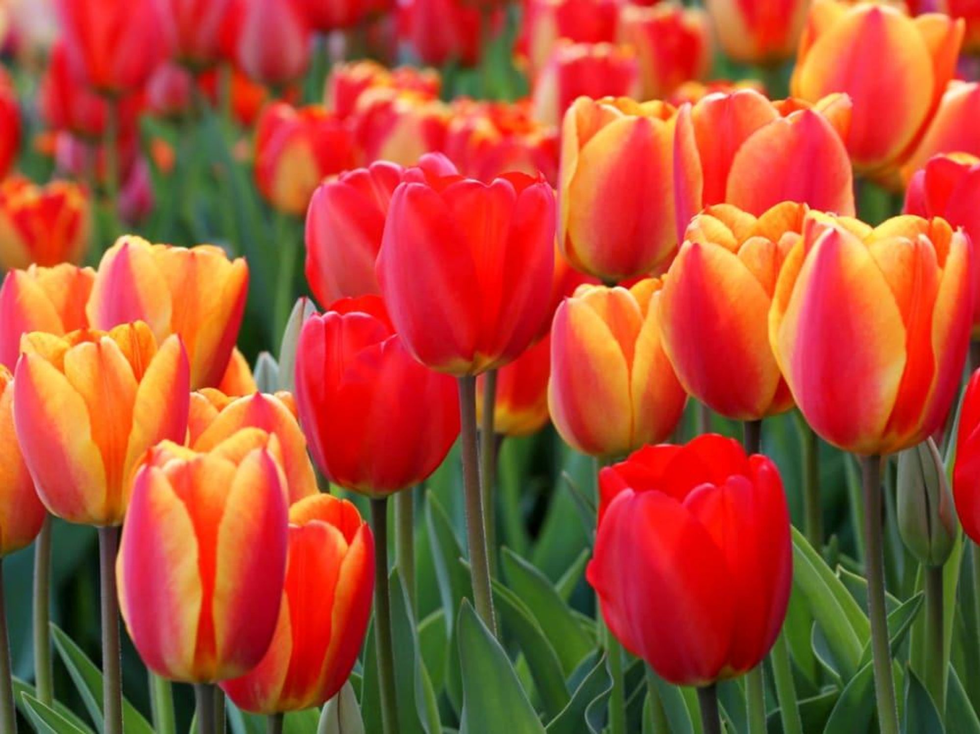 tulips