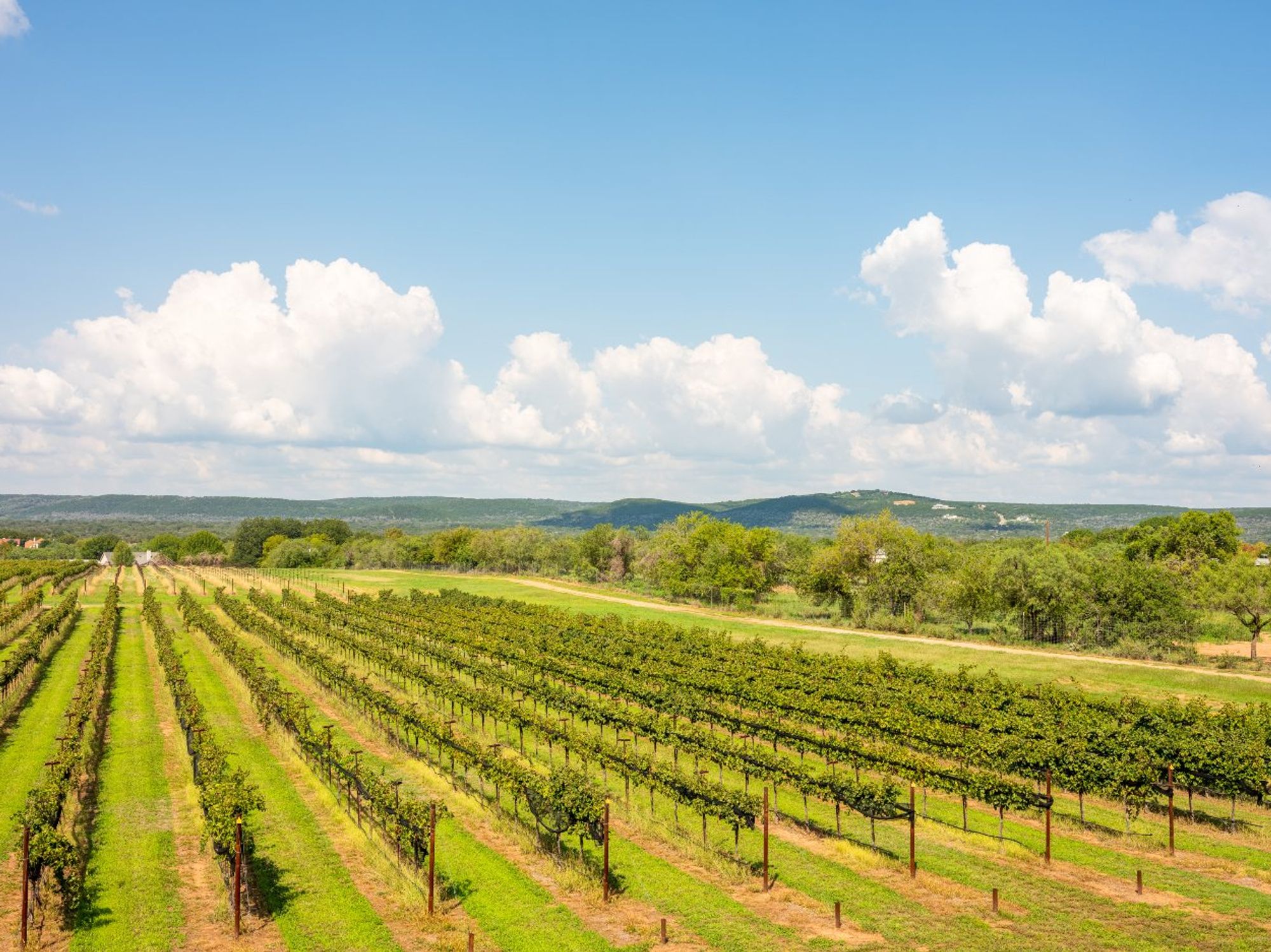 Uplift Vineyards Burnet