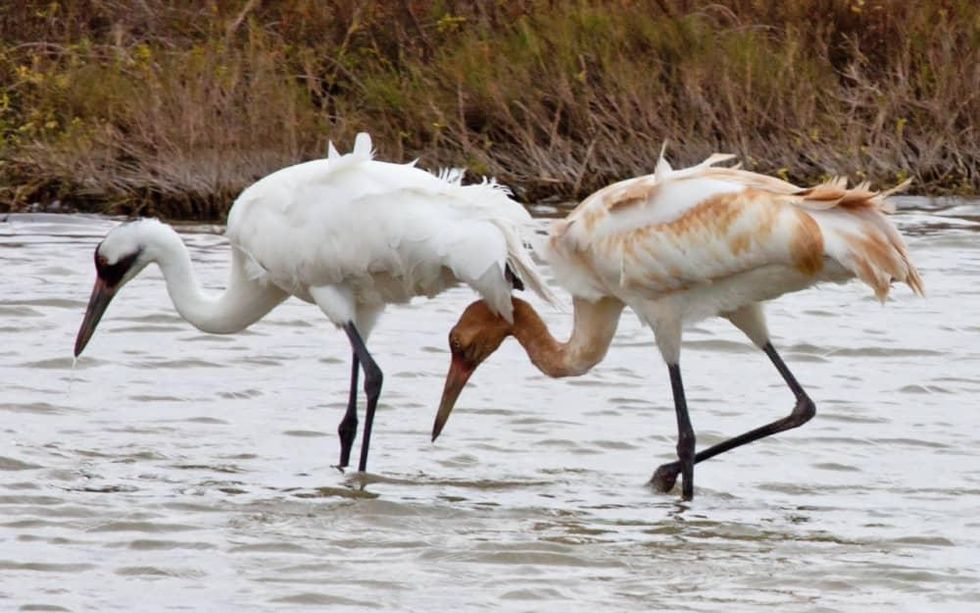 whooping cranes rockport-fulton