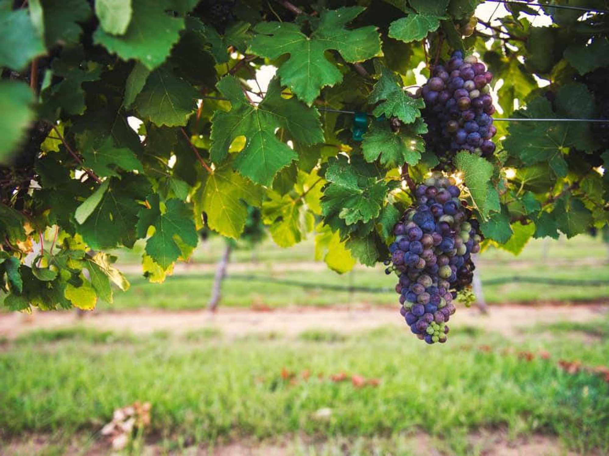 Wine grapes, Lost Oak Winery