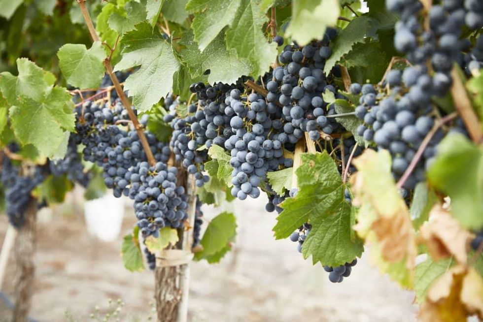 Wine graps Vine Connections Pourtal trip