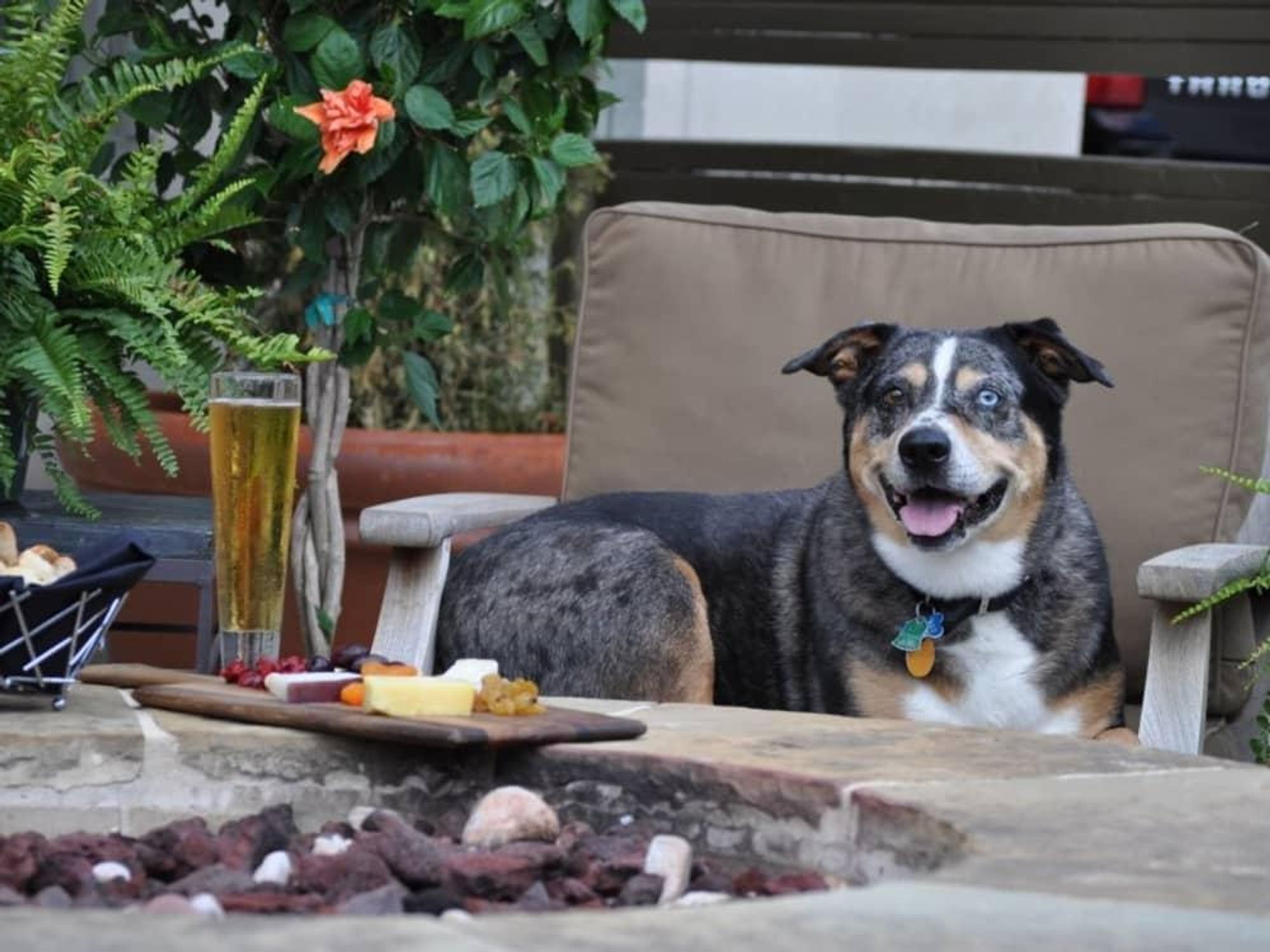 Winslow the dog, mascot of Winslow's