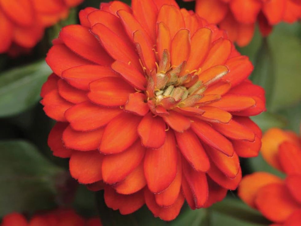 Zinna flower plant