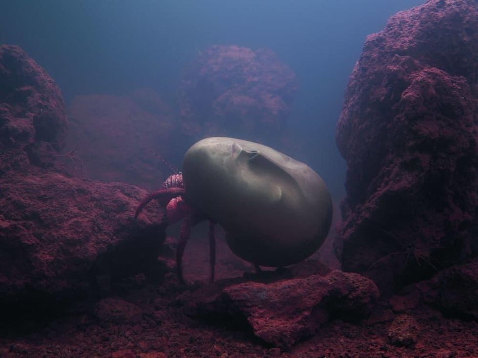 Zoodram 4 by Pierre Huyghe